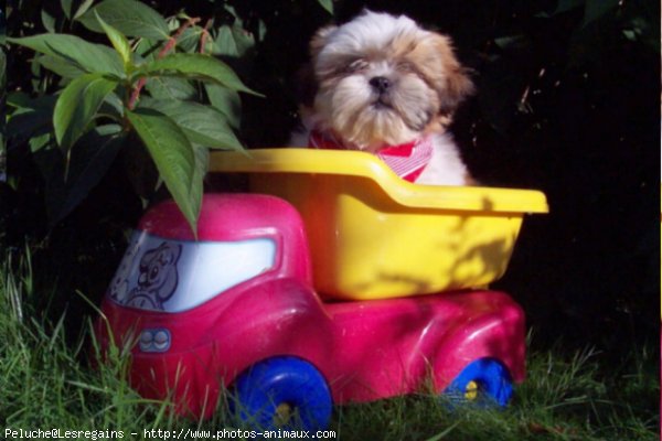 Photo de Shih tzu