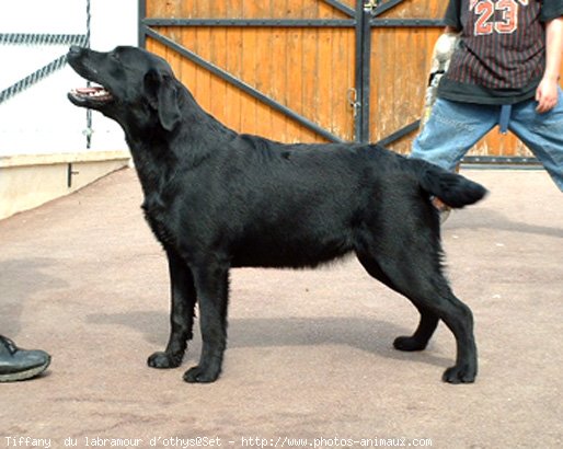 Photo de Labrador retriever