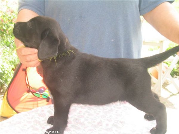 Photo de Labrador retriever