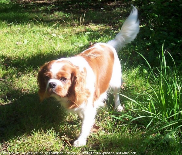 Photo de Cavalier king charles spaniel