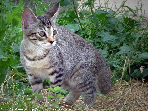 Photo de Chat domestique