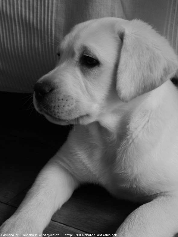 Photo de Labrador retriever