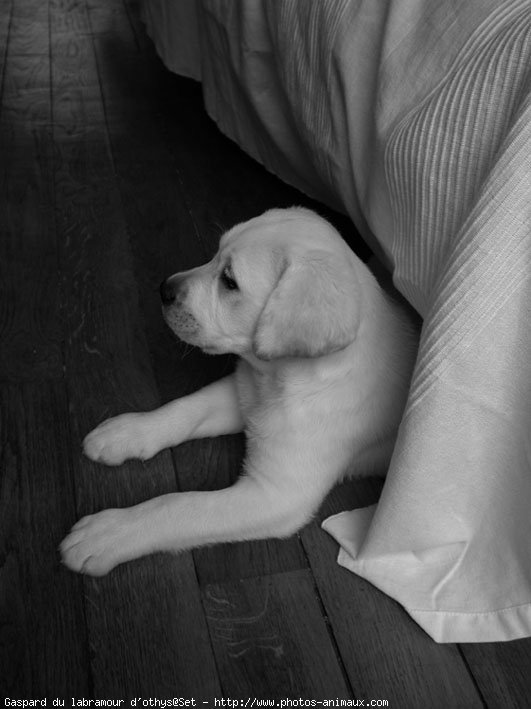 Photo de Labrador retriever