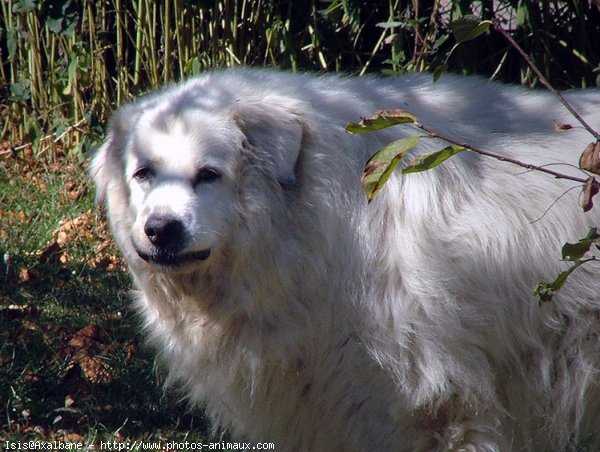 Photo de Chien de montagne des pyrnes