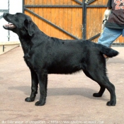 Photo de Labrador retriever