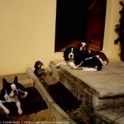 Photo de Cavalier king charles spaniel