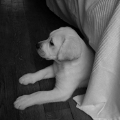 Photo de Labrador retriever