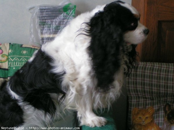 Photo de Cavalier king charles spaniel