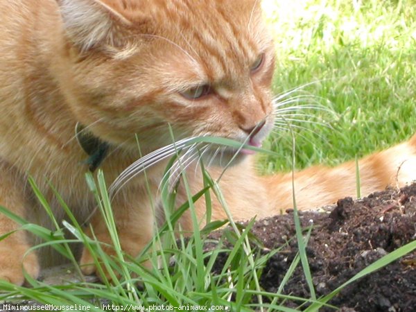 Photo de Chat domestique