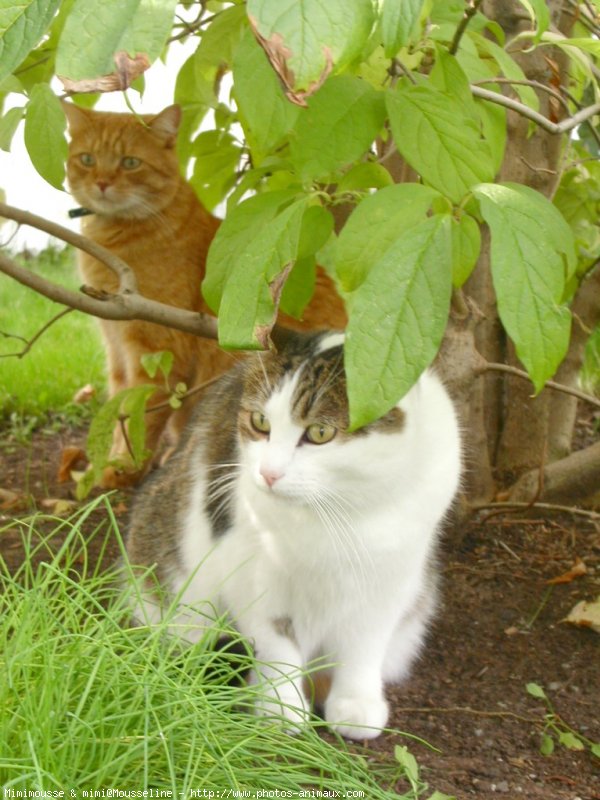 Photo de Chat domestique