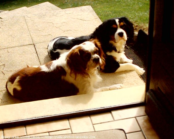 Photo de Cavalier king charles spaniel