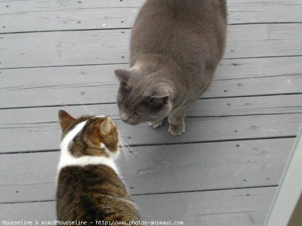 Photo de Chat domestique