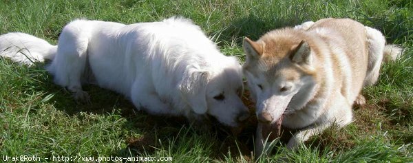 Photo de Chien de berger des tatras