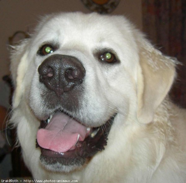 Photo de Chien de berger des tatras