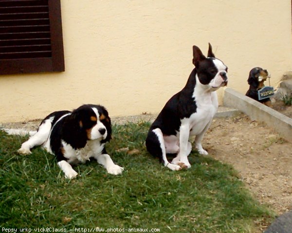 Photo de Cavalier king charles spaniel