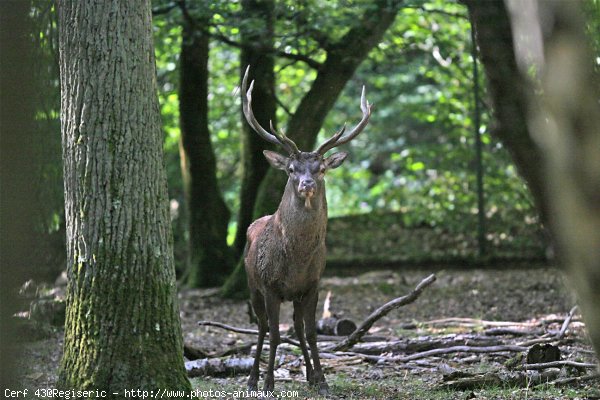 Photo de Cerf