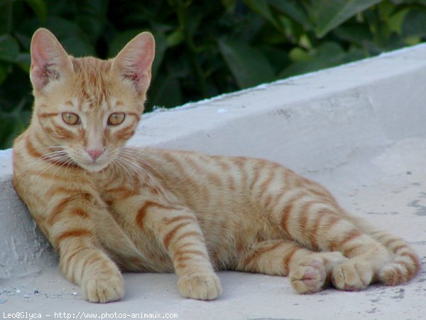 Photo de Chat domestique