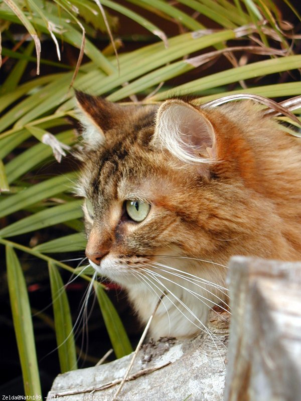 Photo de Chat domestique