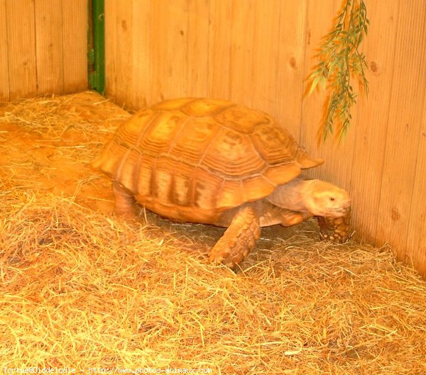 Photo de Tortue