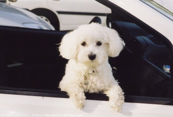 Photo de Bichon maltais