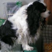 Photo de Cavalier king charles spaniel