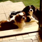 Photo de Cavalier king charles spaniel