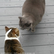 Photo de Chat domestique