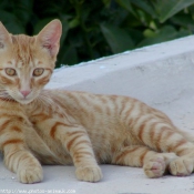 Photo de Chat domestique