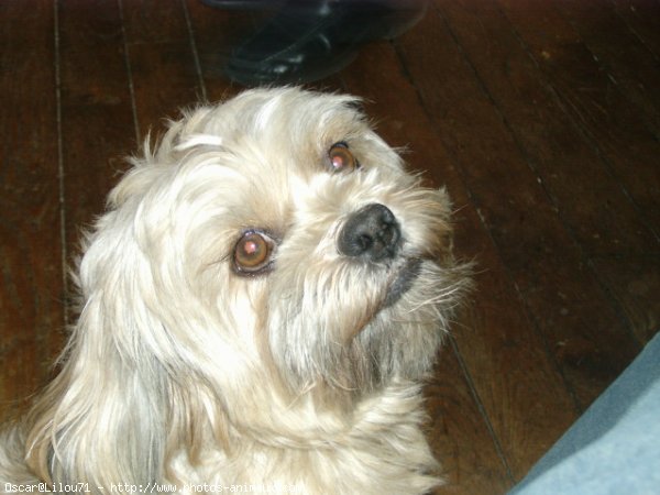 Photo de Lhassa apso