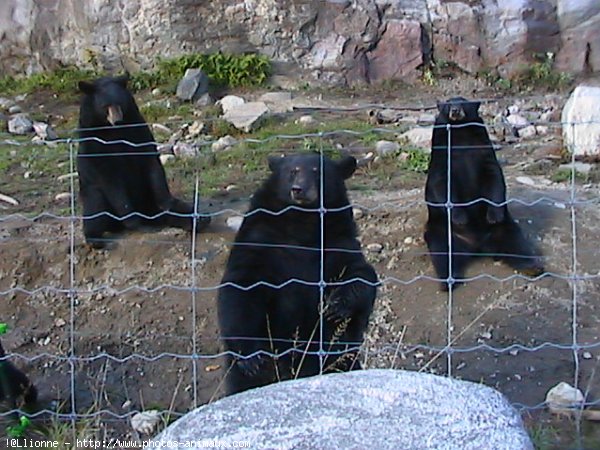 Photo d'Ours