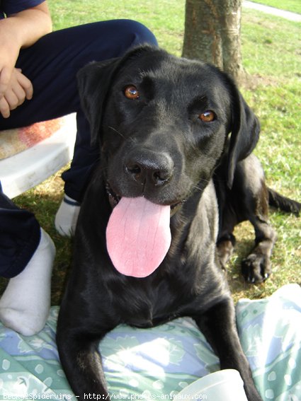 Photo de Labrador retriever