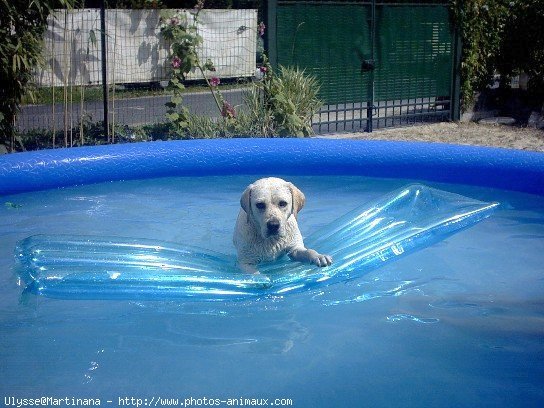 Photo de Labrador retriever