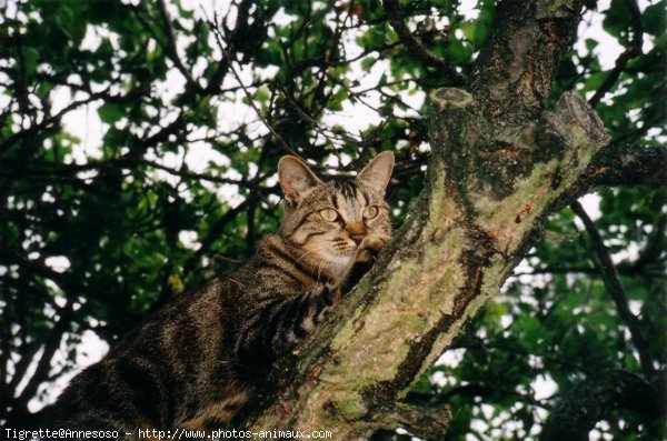 Photo de Chat domestique