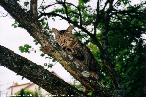 Photo de Chat domestique