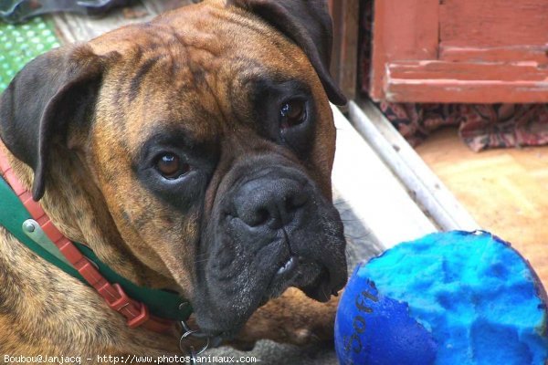 Photo de Boxer