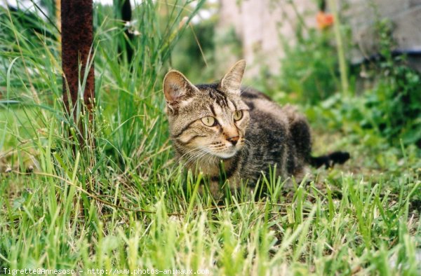 Photo de Chat domestique