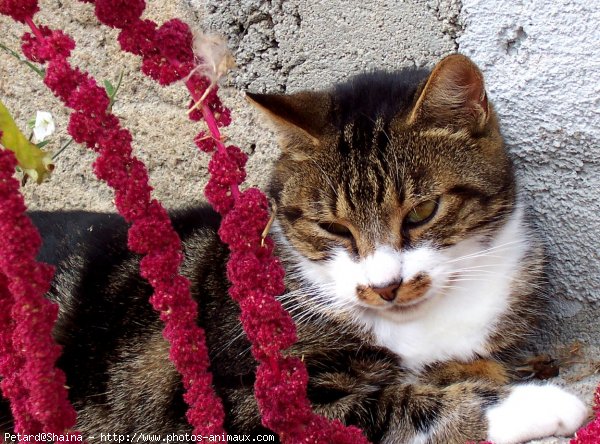 Photo de Chat domestique