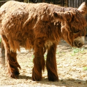 Photo d'Ane - baudet du poitou