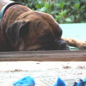 Photo de Boxer