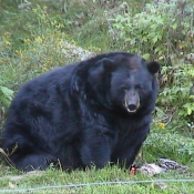 Photo d'Ours