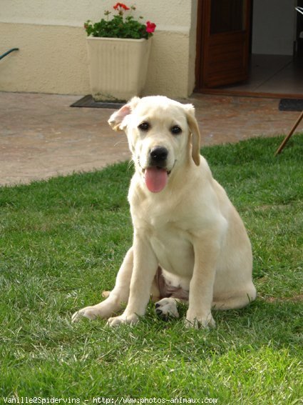 Photo de Labrador retriever