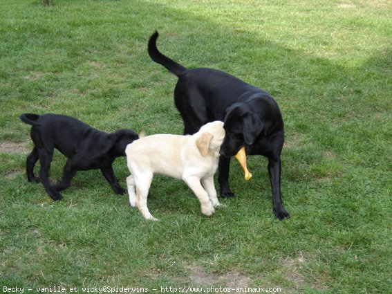 Photo de Labrador retriever