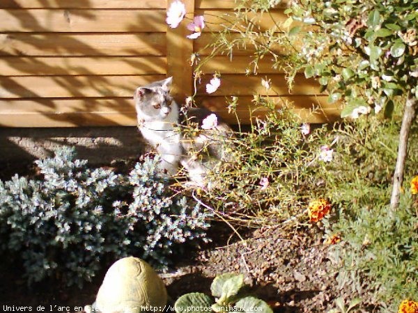 Photo de Scottish fold