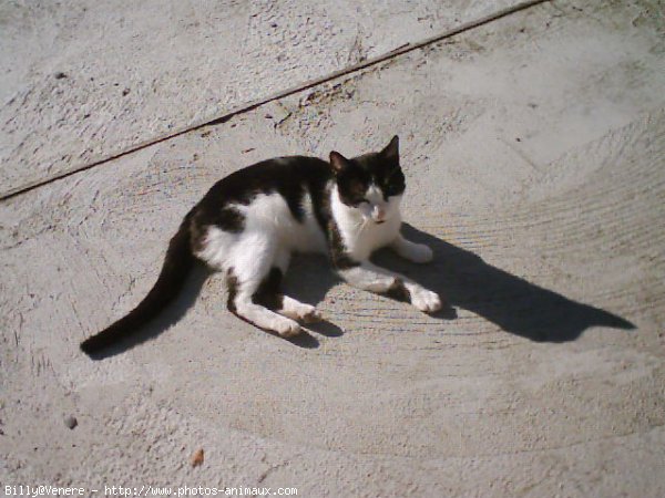 Photo de Chat domestique