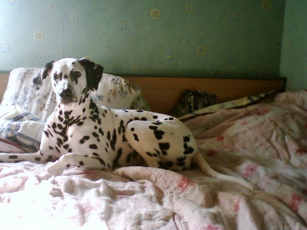 Photo de Dalmatien