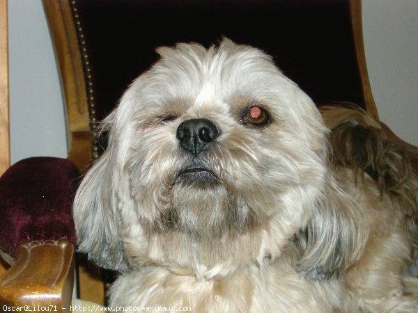 Photo de Lhassa apso