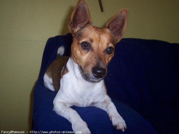 Photo de Jack russell terrier