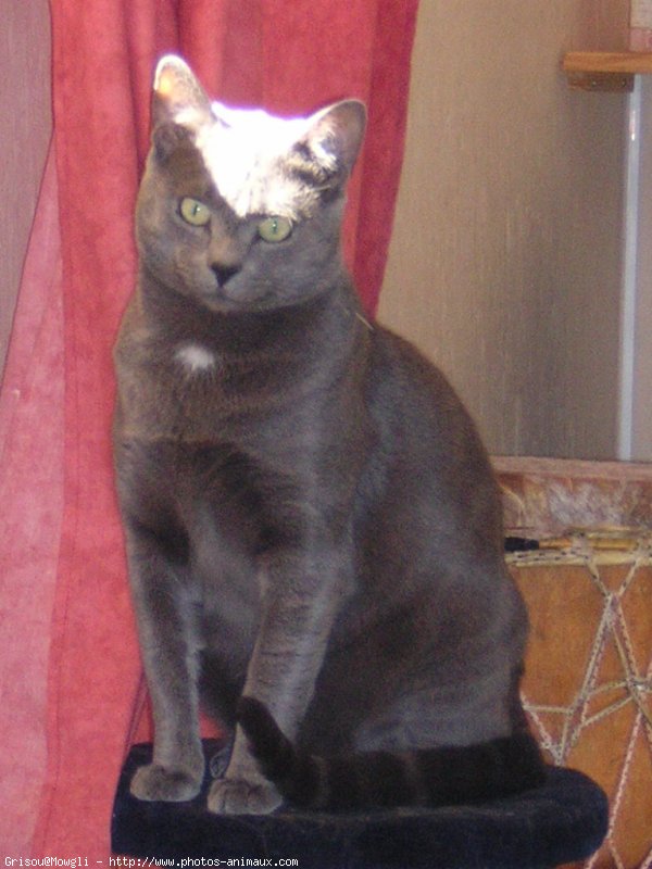 Photo de Chartreux