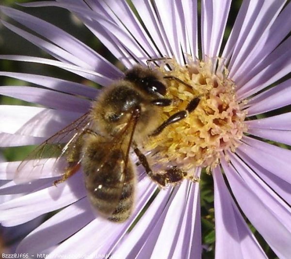 Photo d'Abeille