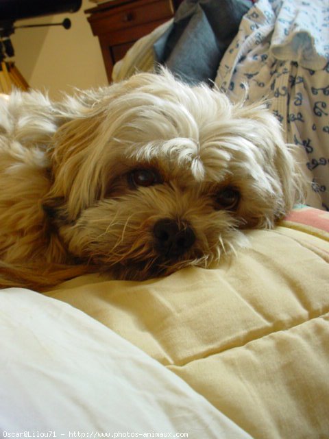 Photo de Lhassa apso